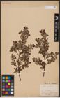 Foto von Salix aurita L.